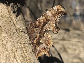 An eastern comma butterfly is pictured at Point Pelee National park on Feb. 19, 2017 — the earliest sighting of an eastern comma butterfly on record.