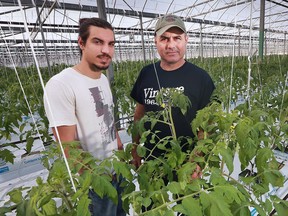 Gerry Mastronardi, owner of TG & G Mastronardi greenhouses and his son, Brennan Mastronardi, are shown at the Leamington operation on Feb. 6, 2017. The businessmen are upset about the province's cap and trade program which they say will put them out of business or force them to look to the States to operate or expand.