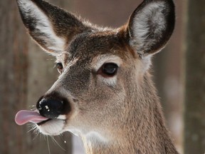 A young deer looks for food on a sunny Wednesday, Feb. 1, 2017, at Ojibway Park in Windsor.