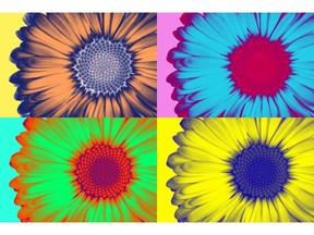 Pop art daisies. Image by Getty Images.