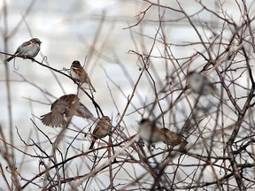 A flock of house sparrows fill a tree in Ojibway Park in Windsor on Monday, February 6, 2017.