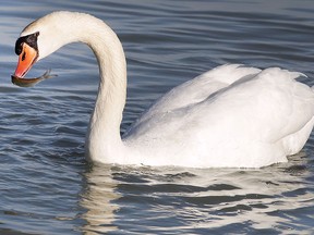 A swan catches a fish near the Lakeview Park Marina in Windsor, Ont. on a sunny Tuesday, February 14, 2017.