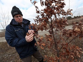ERCA forester Robert Davies inspects a recently planted white oak near Cottam on Feb. 16, 2017. The tree is one of several hundred planted on a reforested lot.