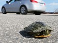 A young turtle basks in the hot sun on Florence Avenue near McHugh Street and Aspen Lake in Windsor on Feb. 23, 2017. High temperatures  brought the critters out as records continued to fall. And don't worry, the turtle was removed from the roadway before it was roadkill and placed near Aspen Lake.