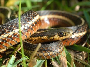 Butler's garter snake