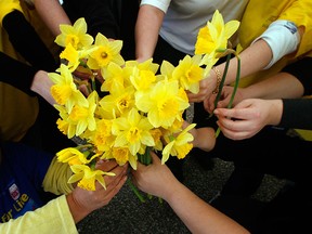 Canadian Cancer Society staff and volunteers  hold daffodil's during the Canadian Cancer Society's open house and Daffodil Kick-Off in this file photo.