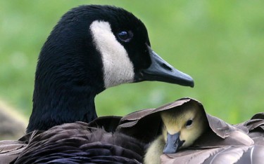 A Canada Goose was trying to keep her Goslings warm near the Ambassador Bridge on May 2, 2016.