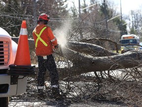 A City of Windsor worker uses a chainsaw to remove a large tree that blew down across Matchette Road in front of Ojibway Park on March 8, 2017.