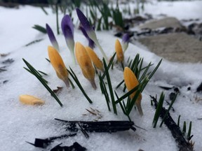 Spring crocuses are closed tightly against the cold snowy weather on Monday.