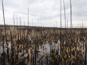 Scorched patches of marsh are pictured close to the Marsh Boardwalk trail at Point Pelee National Park after an overnight fire on March 30, 2017.