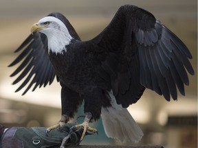 A bald eagle is perched on the arm of Shauna Cowan, director of the Canadian Raptor Conservancy, during an educational show at Devonshire Mall, Wednesday, March 15, 2017.