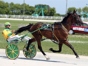 Drivers train their horses during harness racing action in Leamington on Sunday, Aug. 16, 2015.