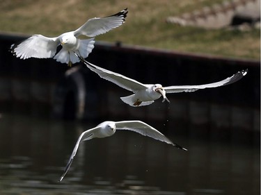 Two seagulls chase another with a shad fish in its beak above the Little River in Windsor on March 21, 2017. Since the mouth of Little River is warmer than surrounding waters, the silver, herring-like shad fish can go into shock because of the temperature change.