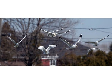 Seagulls gorge on dead and dying fish in the Little River in Windsor on March 21, 2017.