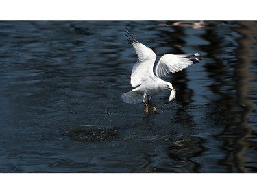 A seagull lifts off after securing his catch.