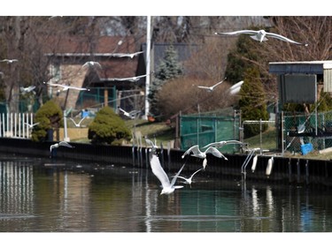 Seagulls battle for lunch over Little River in Windsor on March 21, 2017.