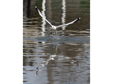 Like an eagle catching a salmon, a seagull escapes with his lunch on Little River in Windsor on March 21, 2017.