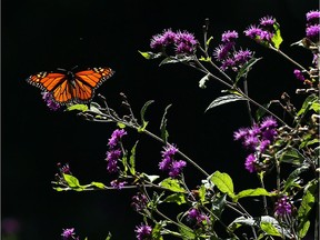 A Monarch butterfly is seen near the Ojibway Nature Centre on Sept. 12, 2016.