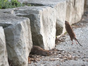 Last year, several major U.S. cities introduced a new weapon in their pest eradication campaigns that yielded exceptional results: dry ice, writes Gord Ekelund. There were many complaints of rats at Dieppe Park last summer, pictured here on Aug. 3, 2016. Jason Kryk