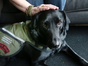 Bailey, seen here on March 9, 2017, is a national service dog.