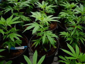 Marijuana plants are pictured during a tour of Tweed Inc. in Smiths Falls, Ont., on Jan. 21, 2016.