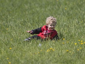 Nicholas Laidlaw, 2, celebrates Earth Day as he rolls around in the grass on a sunny Sunday afternoon at Malden Park on April 24 2016.