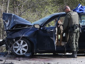 An Ontario Provincial Police canine officer investigates a car involved in a head-on collision on Highway 3 east of Walker Rd. on April 26, 2017. Four people involved sustained serious injuries and two were arrested.