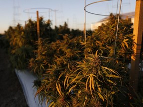 In this Oct. 10, 2016 photo, the morning sun hits rows of maturing pot plants at Los Suenos Farms, America's largest legal open air marijuana farm, in Avondale, southern Colo.