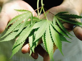 Homegrown marijuana leaves at a residence in Ottawa are shown in this file photo.