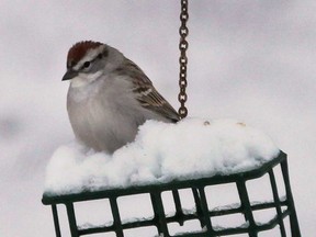 A bird sits atop a feeder in Windsor after snowfall on April 15, 2014.