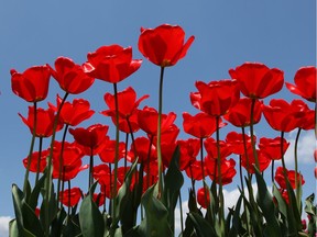 Red tulips are seen in full bloom in a tulip field at the Tanto Tulip Festival on April 22, 2013 in Toyooka, Hyogo, Japan.