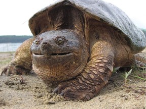 Adult male snapping turtle in Algonquin Provincial Park. Photo courtesy of James Paterson