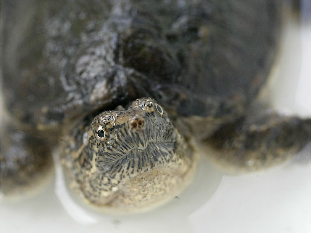 Essex councillor Bondy lauds ban on hunting snapping turtles Windsor Star
