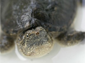 Research conducted by the Canadian Wildlife Service of Environment Canada that shows snapping turtles are joining a growing number of species suffering from exposure to gender bending chemicals.