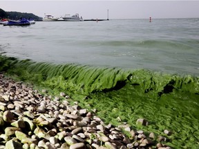 Algae washes ashore off  South Bass Island State Park, Ohio in Lake Erie  on July 29, 2015.