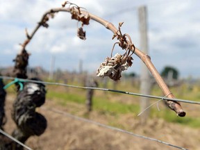 A frost-damaged grape vine is shown in this file photo.