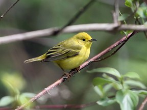 Amazing yellow warblers were a common sight at Point Pelee on May 22, 2017.