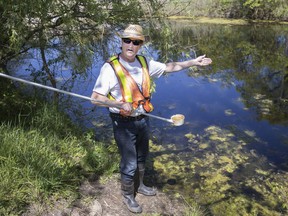 Kevin Taylor, operations facilitator with Pestalto Environmental Health Services Inc., dips for mosquito larvae in the pond at the Ojibway Nature Centre during a news conference demonstrating proper mosquito abatement approaches on May 15, 2017.