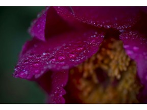 Rain drops sit on flower petals in Walkerville on May 25, 2017. According to Environment Canada there is a chance of rain showers all weekend and into next week.