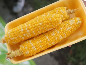 Hot corn was readily available at the Tecumseh Corn Festival in Tecumseh last August.