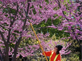 Jill Cervi from the city's parks and recreation department trips a blooming eastern red bud tree on a sunny day on April 25, 2017 in downtown Windsor.