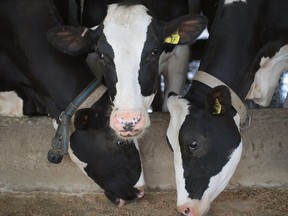 Cows eat before being milked on Hinchley's Dairy Farm on April 25, 2017 near Cambridge, Wis.