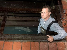 University of Windsor Prof. Trevor Pitcher assists workers with the removal of a lake sturgeon that was stranded in the Albert Weeks Water Treatment Plant on May 26, 2017.