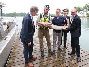 A lake sturgeon is displayed before being released back into the Detroit River during the grand opening of the Freshwater Restoration Ecology Centre in LaSalle on May 24, 2017. On hand were  University of Windsor president Alan Wildeman, left, U.S. Fish and Wildlife Service biologist Brian Schmidt,  professor at the Great Lakes Institute for Environmental Research Trevor Pitcher, University of Windsor vice-president, research and innovation Michael Siu,  and LaSalle Mayor Ken Antaya.