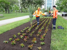 City of Windsor horticulture department summer workers Elizabeth Palmer, left, and Lyjah Dunn and their co-workers plant 1,000 red begonias at Reaume Park Wednesday. The begonia bed is part of the city's Canada 150 planting effort.