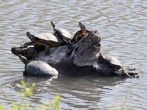 A sure sign of spring, a gathering of turtles sun themselves on top of log on Blue Heron Pond in East Riverside,May 3, 2017.
