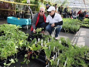 City of Windsor horticulture manager Wanda Letourneau, right, helps customer Leslie Spickett select dill and basil during the annual plant sale at Lanspeary Park greenhouses Saturday May 6, 2017.