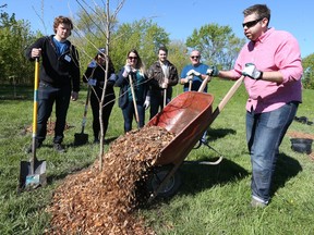 Hiram Walker & Sons Limited workers  Andrew Sobacan, left,  Francesca Giovanatto,  Amanda Mlnaric, Chris Obeid, John Ware and John Kirk plant trees at Thompson Park in Windsor.