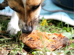 Jack Russell Terrier with barbecued steak.