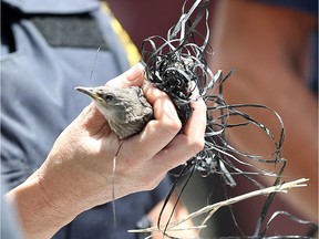 Windsor firefighters helped free a young starling tangled up near the roof of the old Pour House restaurant on June 21, 2017.